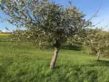 Blühender Obstbaum auf grüner Wiese