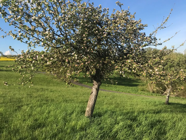 Blühender Obstbaum auf grüner Wiese