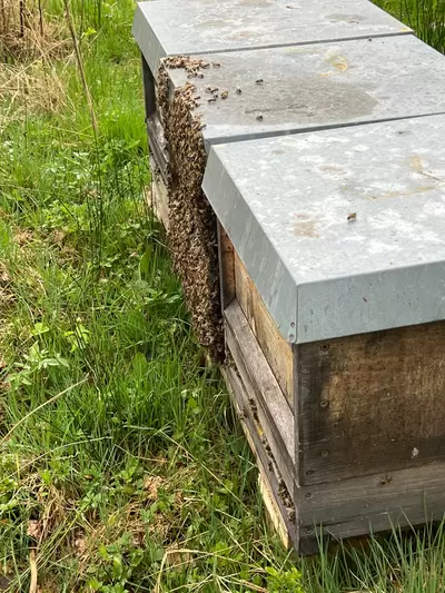 Bienenbeuten auf dem Gemeindegrundstück