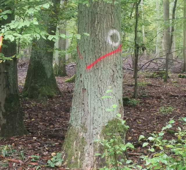 Ein Baum im Wald ist markiert