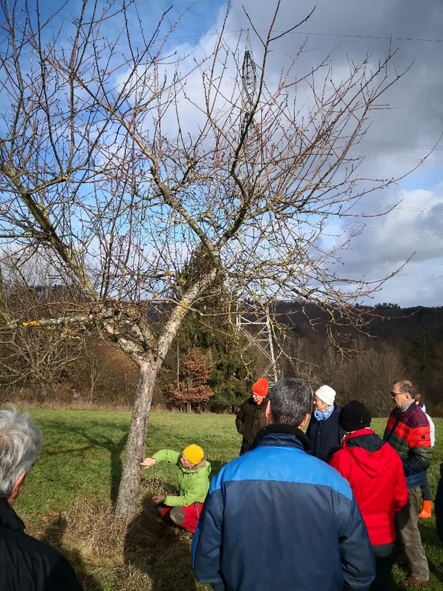 Mehrere Menschen schauen zu, wie ein Obstbaum auf einer Wiese zurechtgeschnitten wird