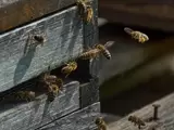 Das Bild zeigt etwa ein Dutzend Honigbienen im Anflug auf den Bienenstock