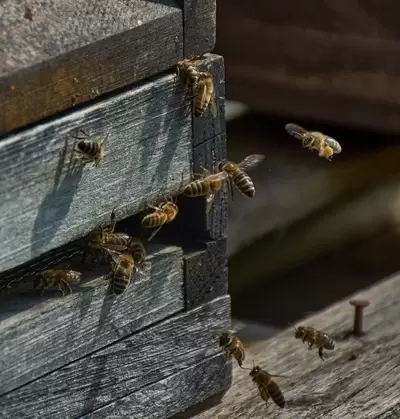 Das Bild zeigt etwa ein Dutzend Honigbienen im Anflug auf den Bienenstock. 