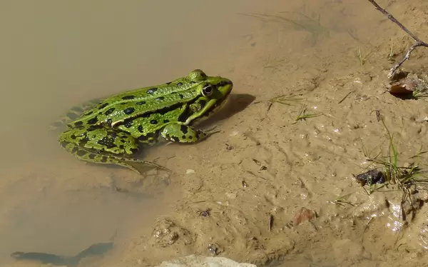 Frosch am Ufer