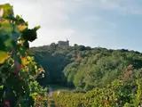 Hambacher Schloss mit umgebendem Wald