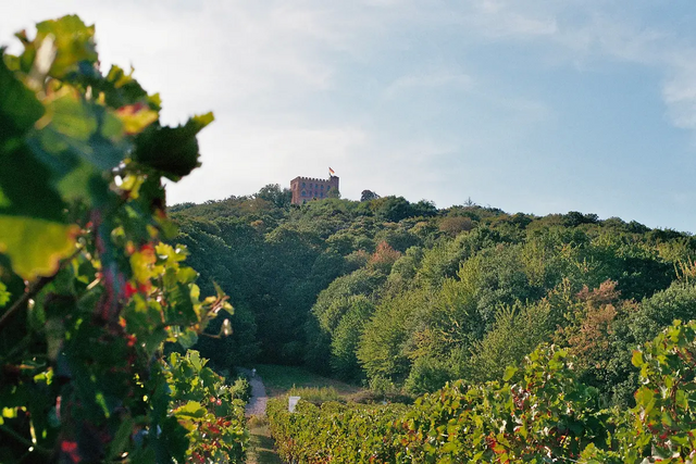 Hambacher Schloss mit umgebendem Wald