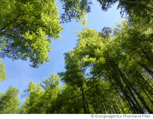 Blick nach oben in Baumkronen und Himmel