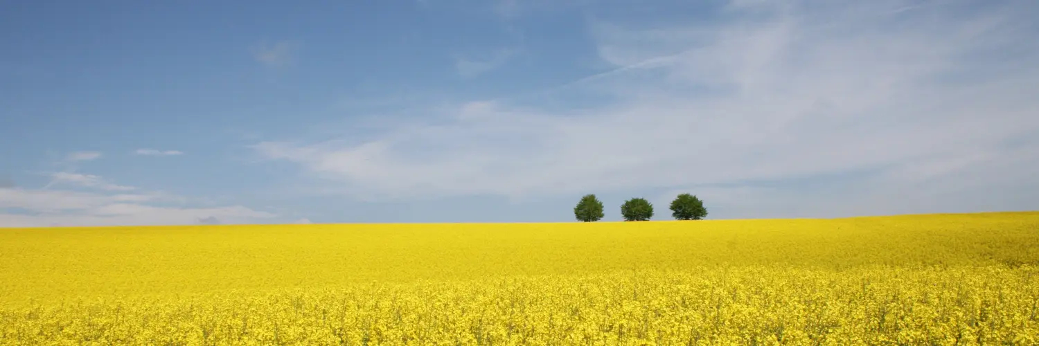 Blühendes Rapsfeld mit drei Bäumen im Hintergrund